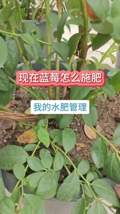 ��ݮ��ݪֲҪ������ݮ������������������ô����ݮ���������ô����ݮ#��ݮ�� #��ݮ  #������ݮ #��ݮݪֲ #��ݮʩ��