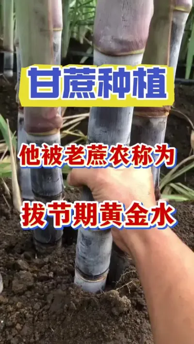 ��������ũ��Ϊ����νڵĻƽ�ˮ���ù�������û��һ���������Ĵָ������Ҫ����������ն���Ǯһ��Ҫȥ��һ��#����ݪֲ#����ʩ��#��������