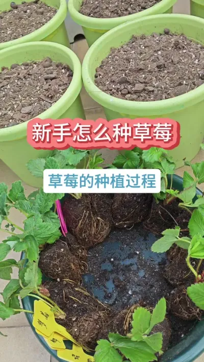 ��ݮ��ݪֲ������������ô�ֲ�ݮ����ݮ��ݪֲҪ��#��ݮݪֲ #���Բ�ݮ #��ݮݪֲ���� #�ֲ�ݮ #��ݮ��