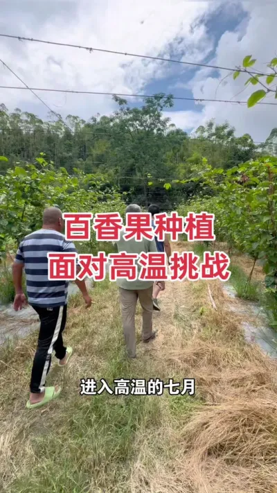 �����ݪֲ �������ٸ�����ս#�����ݪֲ #�����ݪֲ���� #�ƽ�����ݪֲ���� #����� #��ΰ��