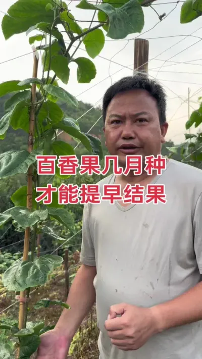百香果几月种，才能提早结果？#百香果 #百香果种植 #百香果种植技术 #钦蜜9号百香果 #浩伟方
