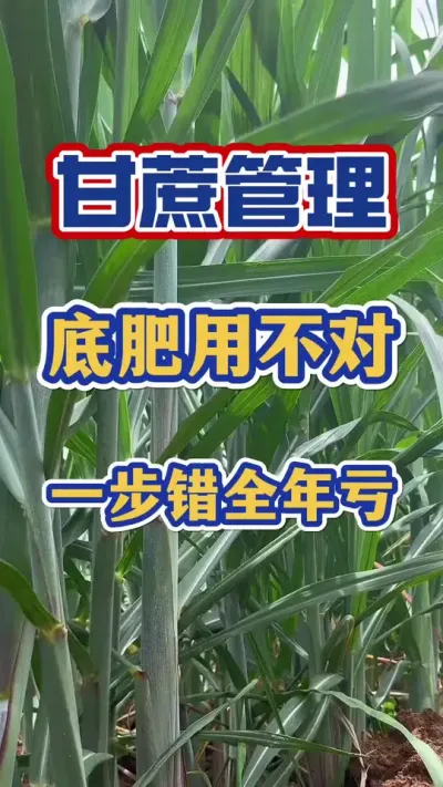 �ָ������׷��ò����һ���������#����ݪֲ#����ʩ��#����