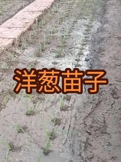 2025���������Բ�����