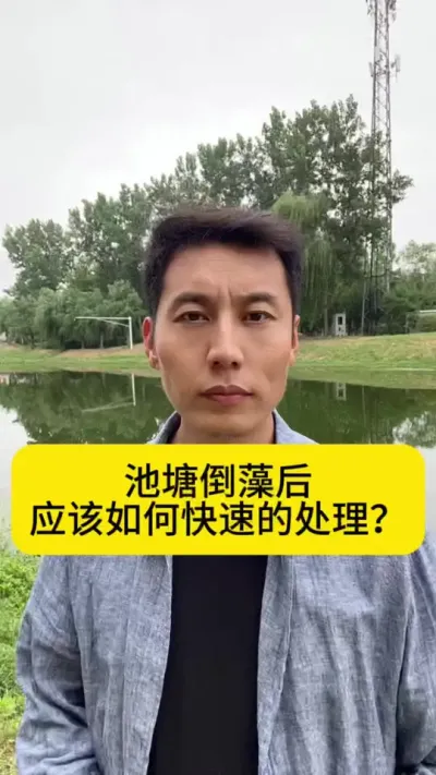池塘倒藻后应该如何快速的处理？#南美白对虾养殖 #养虾人 #小棚养虾 #水产养殖技术 #创作灵感