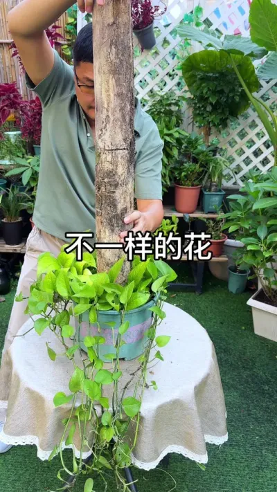 �ѻ����ĸ��õ�Ҫ��#������ֲ #ݪֲС����