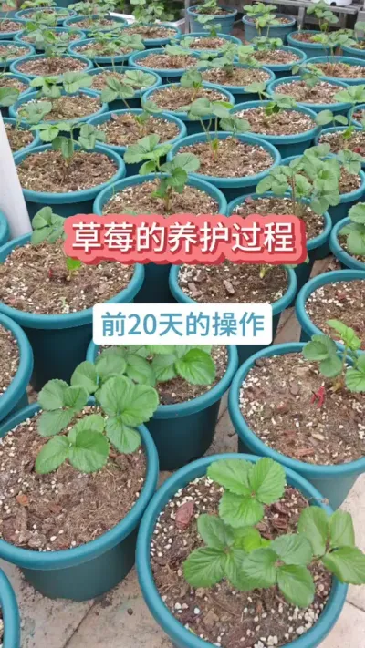 ��ݮ��ݪֲҪ������ݮ���������������ݪֲ�ݮ��ô���� #�ֲ�ݮ #��ݮ�� #��ݮݪֲ #���Բ�ݮ #��ݮ����