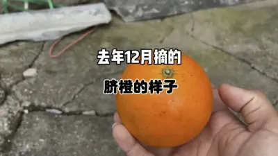 你相信这是去年12月初采下来的赣南脐橙吗？ #赣南脐橙 #保鲜 #三农 #农业 #柑橘 