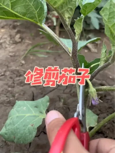 ݪֲ���� ���������ݪֲ���߲˼ǵ�ʵʱ�ǻ���#ũҵݪֲ #������ũ�� #��ũ #ԭ����Ƶ #һ�ݸ���һ���ջ�