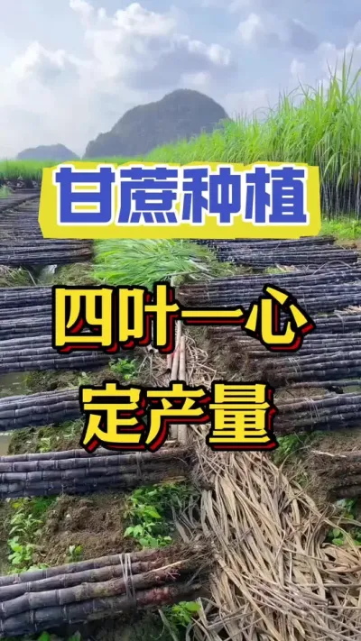 甘蔗四叶一心定产量，一定要抓住这个关键时期#甘蔗种植 #甘蔗施肥方法 #甘蔗