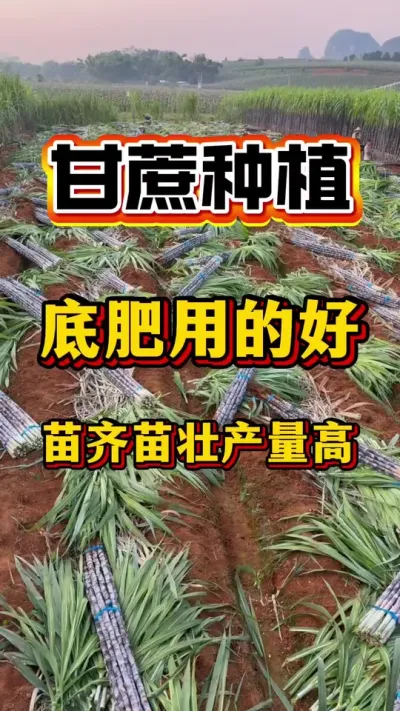 ����׷��õĺ���������׳������#����ݪֲ #����#����ʩ��