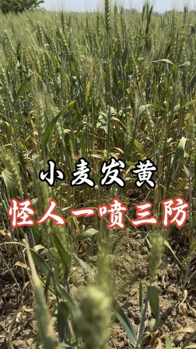 小麦发黄，找找原因，别总找别人原因#分享农业知识帮农民增产增收 #老百姓关心的话题