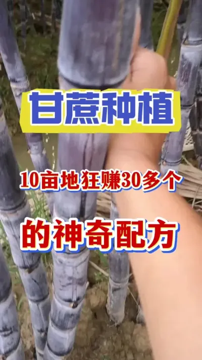 ��������ݪֲ��ʮĶ�ؿ�׬30���ĸ������Ҫ��#����ݪֲ#��������#����ν�