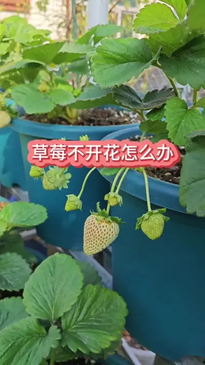 ��ݮ�糤�ú�Ư�����Ż���ô������ô��������ݮ�Ļ�ѿ�ֽ�����ô�ò�ݮ�Ż�Ч��#���Բ�ݮ #��ݮݪֲ #��ݮ��ѿ�ֽ� #��ݮʩ�� #��ݮ����