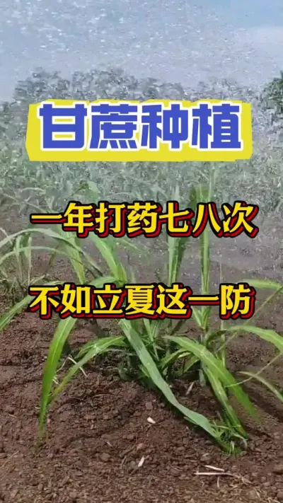 甘蔗一年打药七八次，不如打好立夏这一防，让您家的甘蔗一整年远离病虫害#甘蔗种植 #甘蔗施肥 #甘蔗 #三农