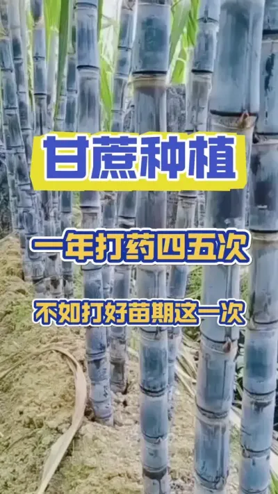 甘蔗一年打药四五次，不如打好苗期这一次#甘蔗施肥方法 #甘蔗种植 #甘蔗