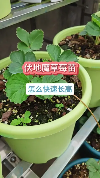 ��ݮ��������������ݮ������Ҫ����������ô�ֲ�ݮ#�ֲ�ݮ #��ݮ�� #���Բ�ݮ #��ݮݪֲ #��ݮݪֲ����