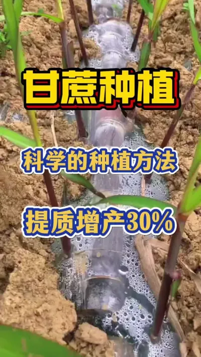 ��Ҫ�����������������ѧݪֲҪ���Ҫ��#����ݪֲ#����ʩ��#����