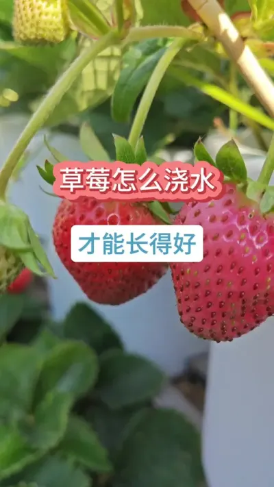 �ֲ�ݮ��ô��ˮ����ô������ݮ�Ż����ĸ�׳����ݮ��������������ݮ��ôʩ�ʽ�ˮ #��ݮݪֲ #��ݮ����Ҫ�� #��ݮ��ˮ #��ݮʩ�� #�ֲ�ݮ