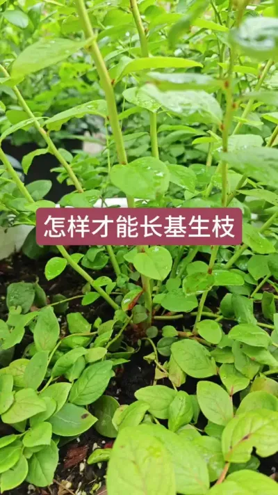 ��ݮ�������Ҫ������ݮ��ݪֲҪ������ݮ��ô����#��ݮݪֲ #��ݮ�� #������ݮ #��ݮ���� #��ݮݪֲ����