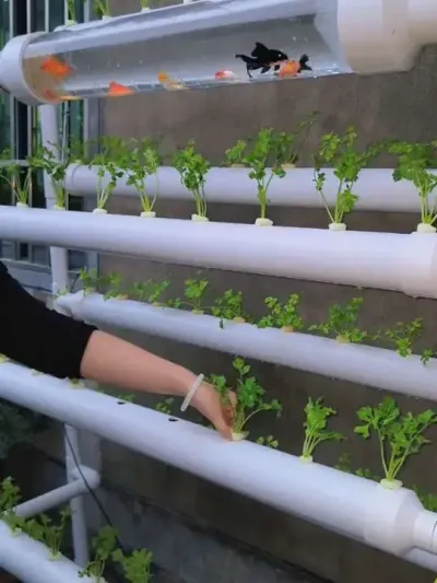 #��ũ #��ũݪֲ #��̨�ֲ� �ֲ�����������