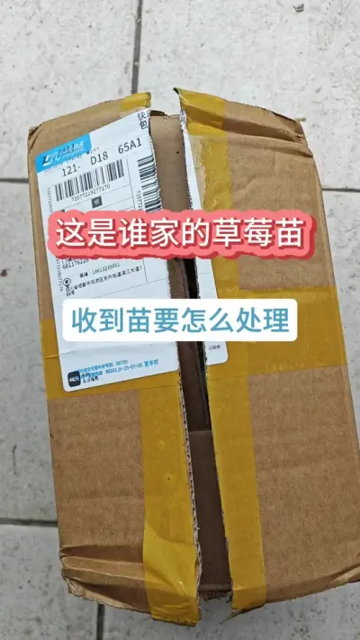 ������ô�ֲ�ݮ����ݮ���ݪֲҪ������ô�ֲ�ݮ�Ż���߳ɻ��� #��ݮ�� #�ֲ�ݮ #��ݮݪֲ #���Բ�ݮ #��ݮݪֲ����