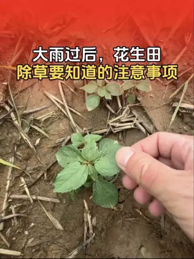 �����º������������Ҫ֪����ע�����#����ݪֲ #�����߲� #�����߲�ݪֲ #�����߲�ȫ��ģʽ������ #����ũҵ֪ʶ��ũ����������