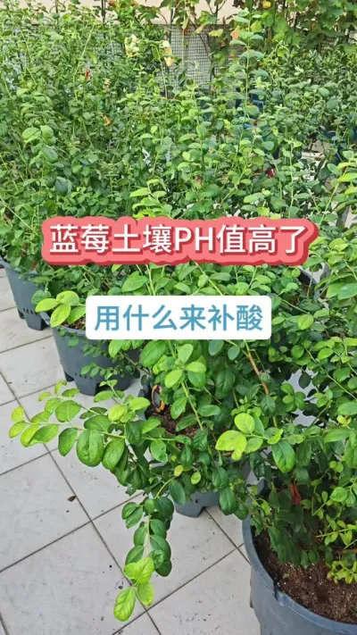 ��ݮ��������������������ݮ��ô��������ݮ������Ҫ������ݮ����PHֵ������ô�� #��ݮݪֲ #������ݮ #��ݮ�� #����ݮ #��ݮ����