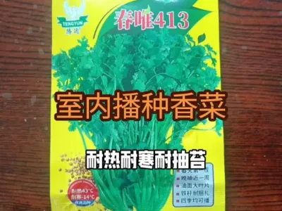 ��������ݪֲ���