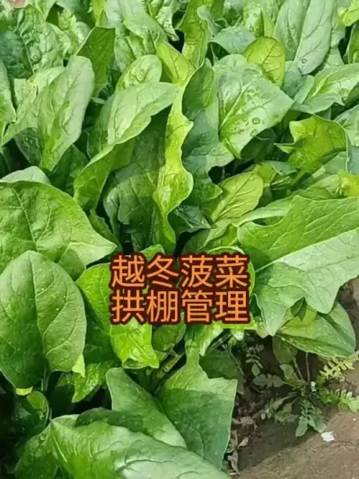 Խ�����˹��������2024�꣩