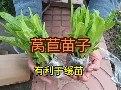 ���ڻ���������ݫ��