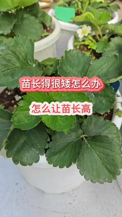 ��ݮ�糤�úܰ���ô��������ݮ����ħ��ô��������ݮ�������Ҫ������ݮ�����������#��ݮ�� #�ֲ�ݮ #��ݮ����Ҫ�� #��ݮݪֲ #��ݮʩ��