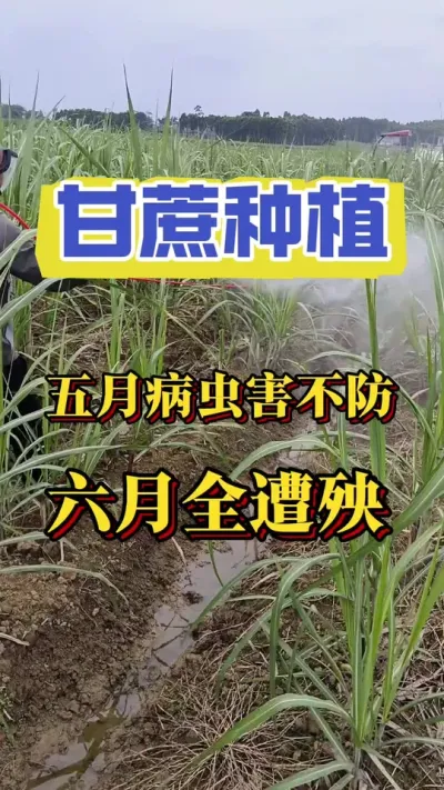 甘蔗五月病虫害不防，六月全遭殃#甘蔗种植 #甘蔗施肥方法 #甘蔗