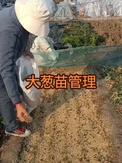 �����Ĵ����Խ����������