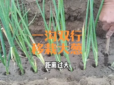 一沟双行移栽大葱好处多#移栽大葱