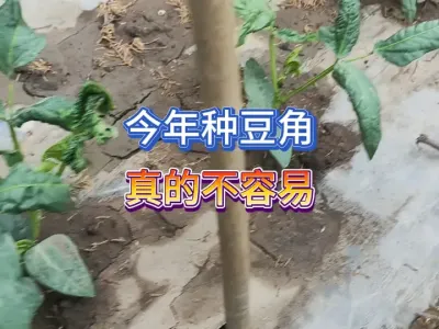 今年天气干旱，种豆角别在傻傻的蹲苗了，做好抗旱持久保卫战 #我的小菜园 #一份耕耘一份收获 #抖音助农 #种植小技巧 #豆角种植 