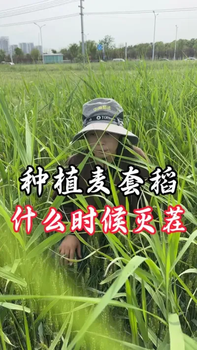 麦套稻灭茬什么时候打#分享农业知识帮农民增产增收 #老百姓关心的话题