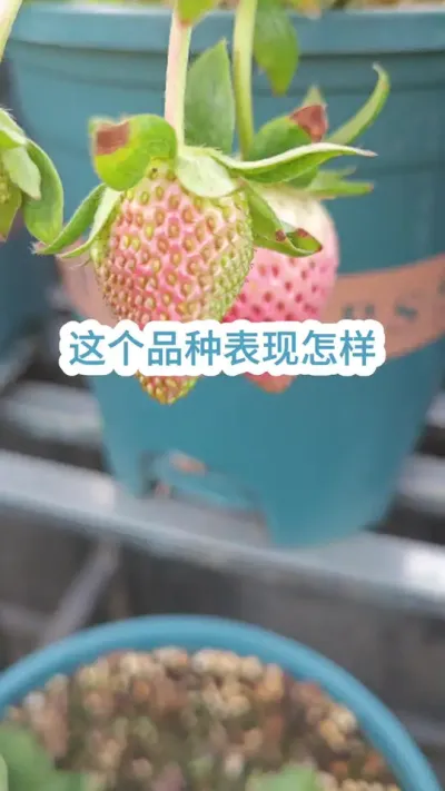 ��ݮ��ݪֲ������ʲô��ݮ�ʺϹ㶫ݪֲ���Ϸ��Ƽ�ʲôƷ�ֵĲ�ݮ#��ݮݪֲ #��ݮ����Ҫ�� #�ֲ�ݮ #���Բ�ݮ #��ݮ��