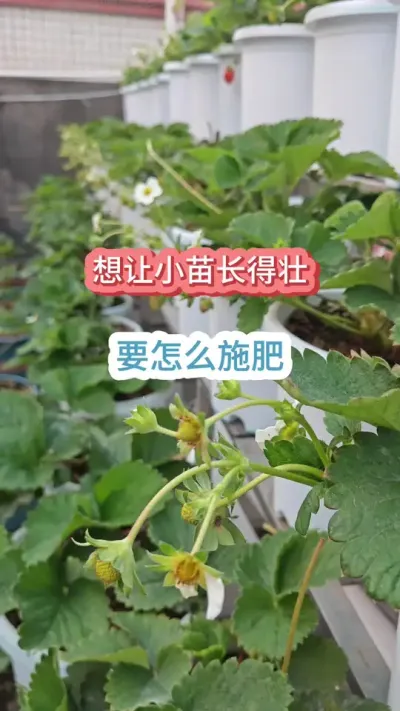 ������ô�ֲ�ݮ����ݮ������Ҫ���������Ż��ò�ݮС�糤��׳����ݮ����������� #��ݮ�� #�ֲ�ݮ #��ݮ����Ҫ�� #��ݮʩ�� #���Բ�ݮ