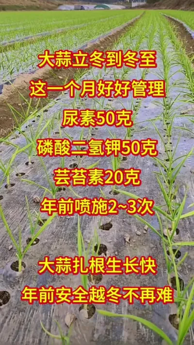 ���ⶬ��������ºúù���#����߲����������� #����ݪֲ���� #��ũ������������ #������ũ