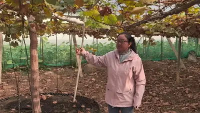 ��������һ�����Ч�����