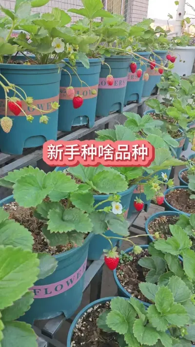 ������ʲô��ݮ����������ݮ��ݪֲҪ������ݮ��ݪֲ���������ݪֲ�ݮ#�ֲ�ݮ #��ݮ�� #���Բ�ݮ #��ݮƷ�� #��ݮ����Ҫ��