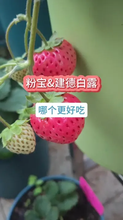 ��ݮѡʲôƷ���������ݮ�ĸ�Ʒ�ֺ�������ݮ��ݪֲ���� #��ݮ #��ݮ�� #���Բ�ݮ #��ݮݪֲ #��ݮ����Ҫ��