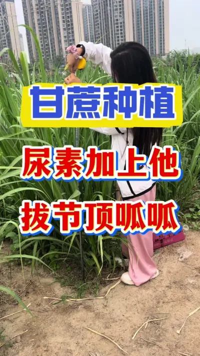 ����ν����������ؼ��������������������#����ݪֲ #���� #����ʩ��Ҫ��