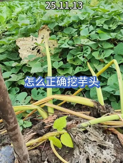 ����ͷ�ܼ��ӿ��������������˵���Ƿ����������ô������׼ȷ�� #��ũ #��ͥݪֲ #�ҵ��������� #ݪֲС���� #����Ȼ������ 