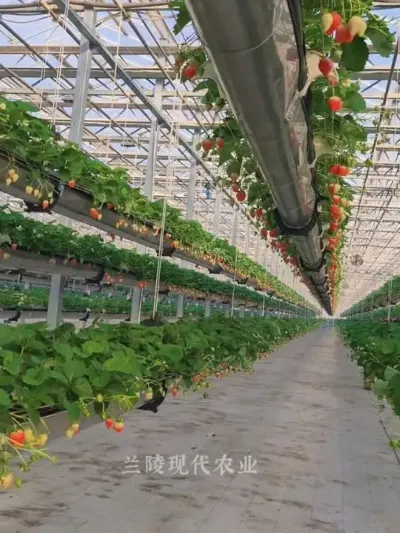 #��ũ #ũҵݪֲ  #���в�ݮ԰ ���ڿ��еĲ�ݮ�����ڵ���Ĳ�ݮ���ϲ���ĸ�