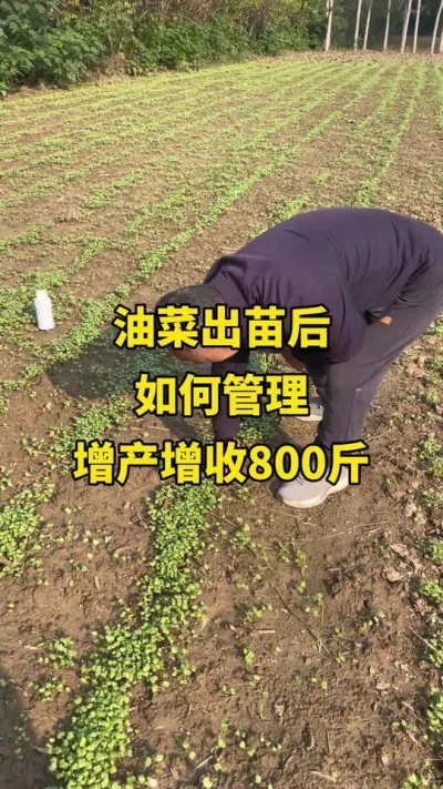 �Ͳ˳��������������������800��#�Ͳ�ݪֲ #�Ͳ�ݪֲ���� #�Ͳ˸߲� #�Ͳ�����