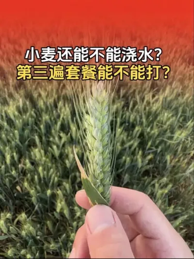 小麦现在还能不能浇水？第三遍套餐能不能打？#小麦 #农业植保知识分享 #小麦高产技术 #小麦种植 #分享农业知识帮农民增产增收
