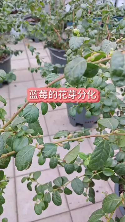 ��ݮ��ô������ѿ�ֽ�����ݮ��ô��������ݮ��������������ͥ������ô����ݮ #��ݮݪֲ #��ݮ���� #��ݮʩ�� #������ݮ #��ݮ��