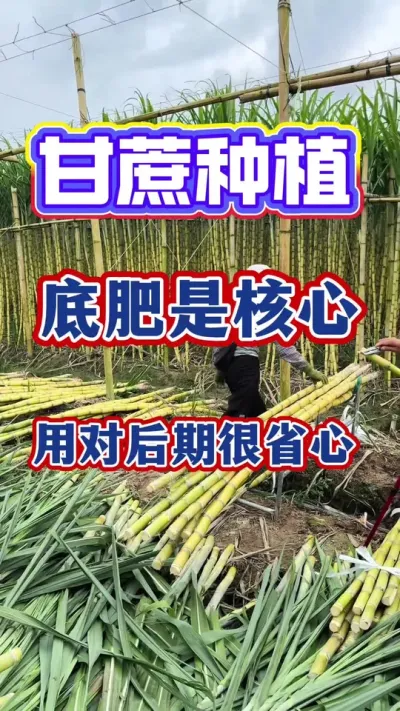 �ָ���׷��ǽ������öԺ��ں�ʡ��#����ݪֲ#������� #����