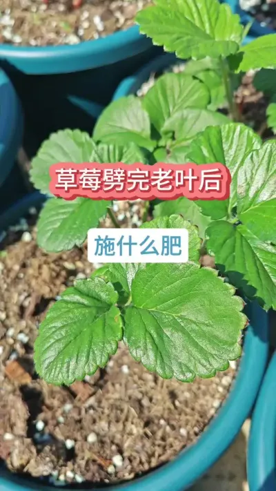 ��ݮ�������Ժ�ʩʲô�����ֲ�ݮ��ô��������ݮ��������������ݮ��ݪֲ����#��ݮ�� #�ֲ�ݮ #��ݮݪֲ #��ݮ���� #��ݮݪֲҪ��